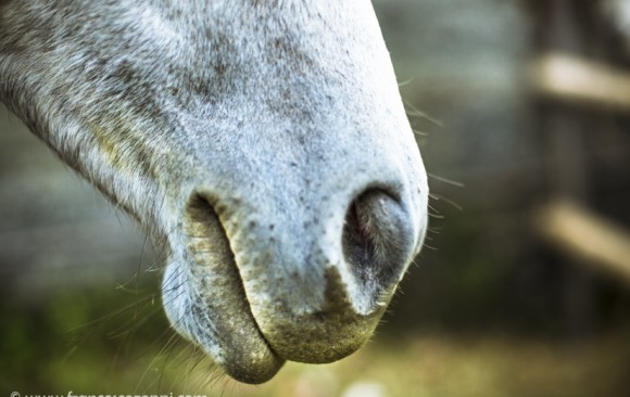 Animal portraits
