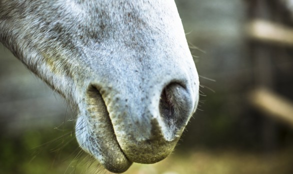 Animal portraits