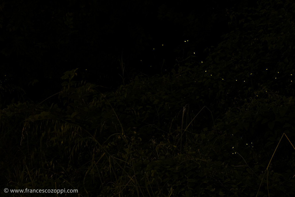 Firefly