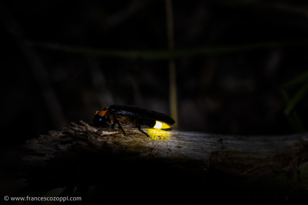 FireFly details