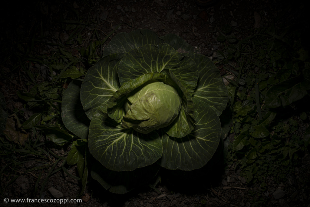 Cabbage from my vegetable garden